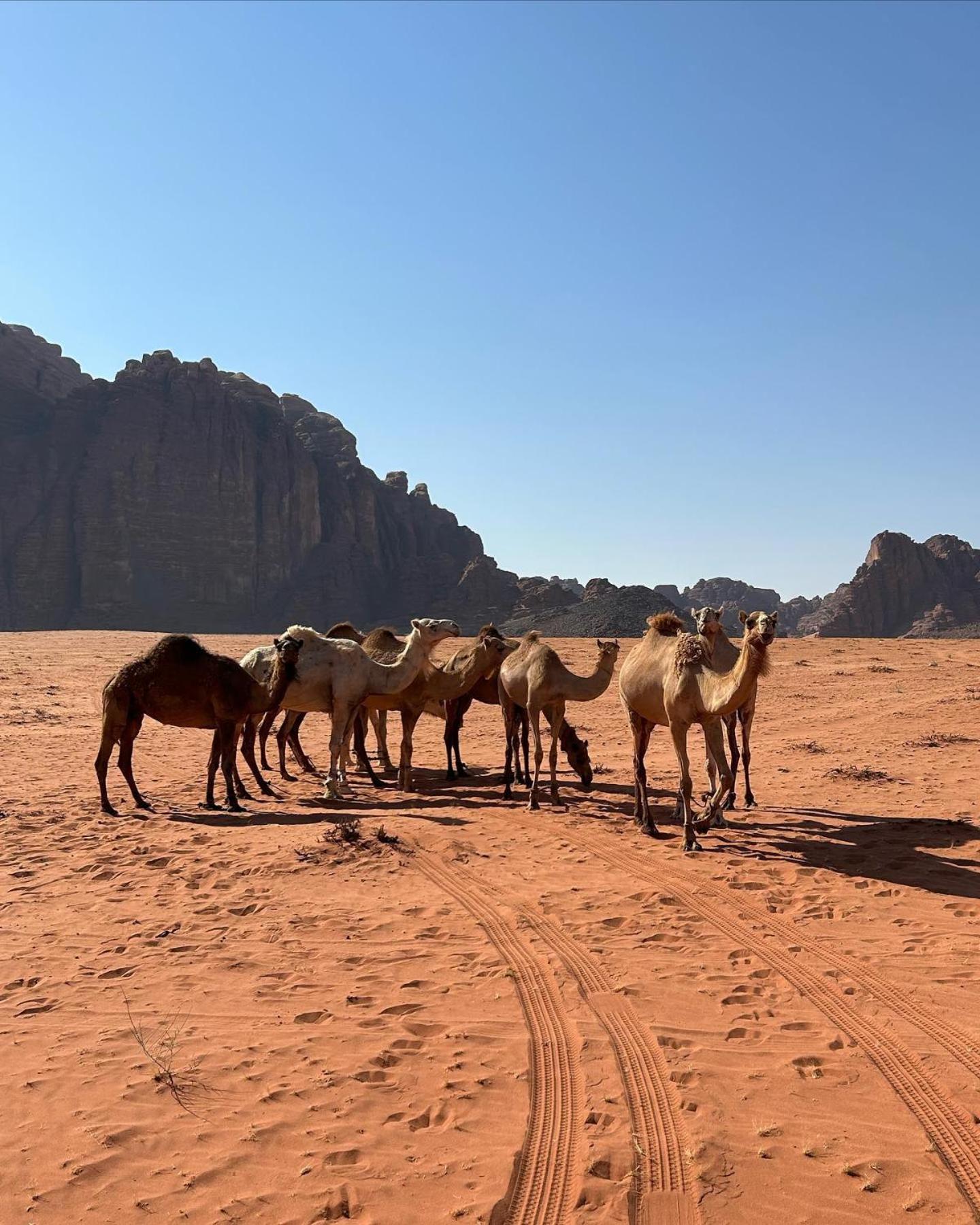Flower Life Camp Wadi Rum Buitenkant foto